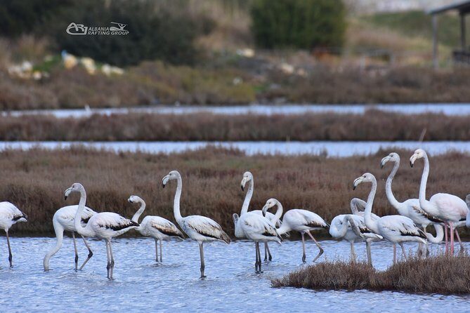 Albania Birdwatching, Kayaking, Bicycle National Park Divjaka Karavasta(ARG) - Lunch by the lagoon: included fish and a real setting