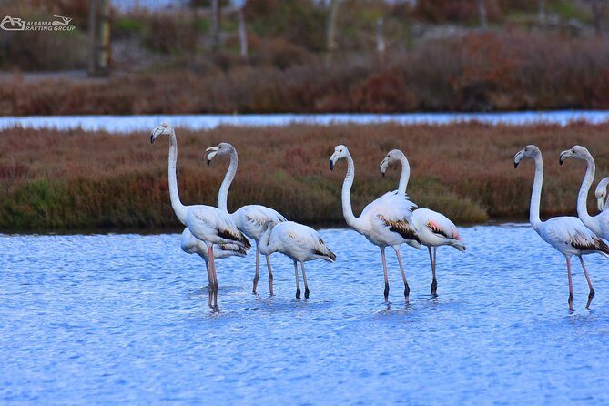 Albania Birdwatching, Kayaking, Bicycle National Park Divjaka Karavasta(ARG) - Price and value: why $62.66 can make sense