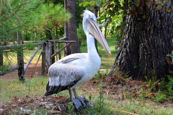 Albania Birdwatching, Kayaking, Bicycle National Park Divjaka Karavasta(ARG) - Getting there: 30 minutes by SUV and lagoon prep