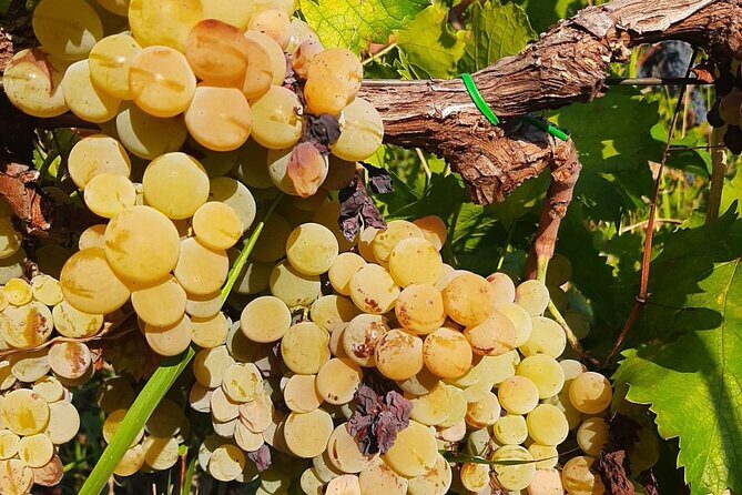 Berat 4x4 Off-Road and Vineyard Wine Tasting - Price and value: is $77.96 a smart buy?