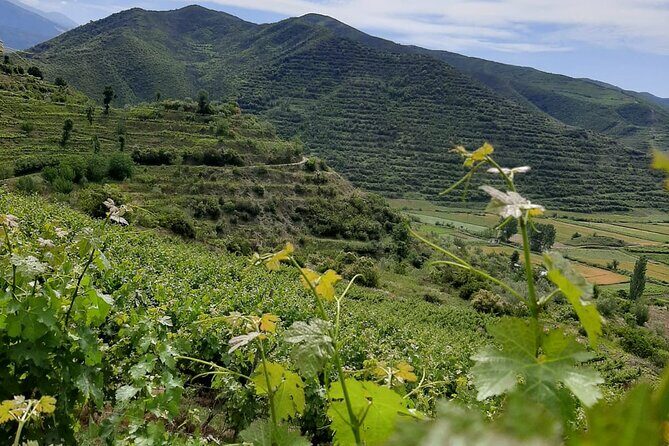 Berat 4x4 Off-Road and Vineyard Wine Tasting - Who should book this Berat 4x4 and vineyard tasting