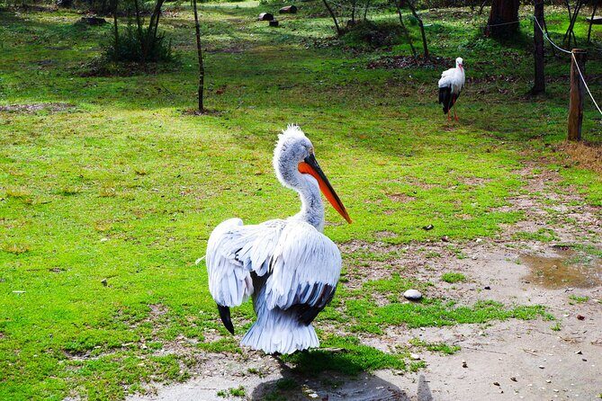 Day Tour of Berat and Karavasta Lagoon from Tirana&Durres - Price, Pickup, and Group Size: Is $112.87 Good Value?