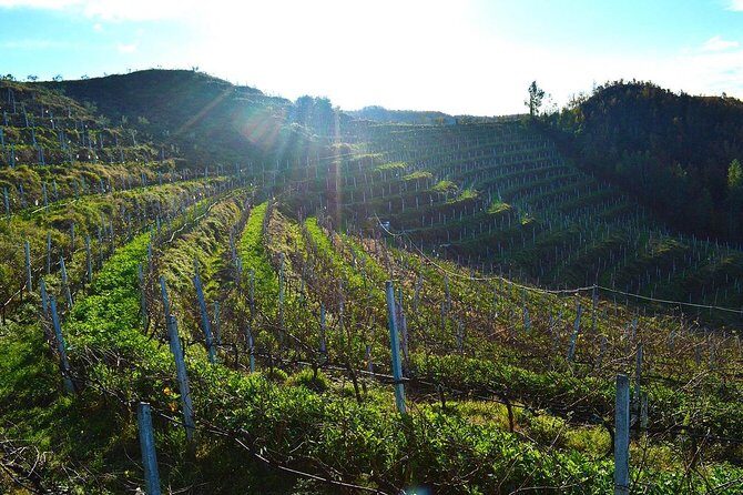Durres & Wine Tasting Tour - Durres walking route: city walls, Byzantine Forum, Roman thermal baths, and street art