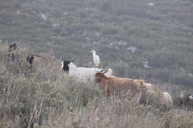 Private Birding Tour in Albania - Your private group format: smoother days, better learning