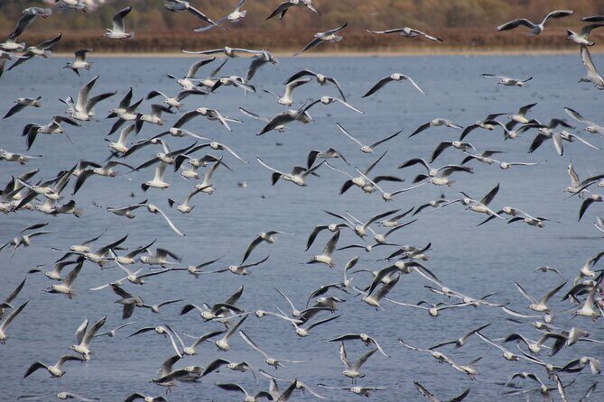 Private Birding Tour in Albania - Conservation angle: your money helps habitat, not just optics