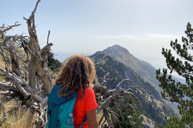 Private Hiking Tour in Çika Mountain - Llogara National Park trees and the “getting your bearings” stop