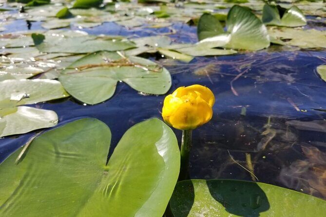 Stand Up Paddle at Skadar lake and Hiking from Valbona to Theth in 4 Days - Day 4: Skadar Lake stand-up paddle, pelicans/terns, then mojito views at Buna