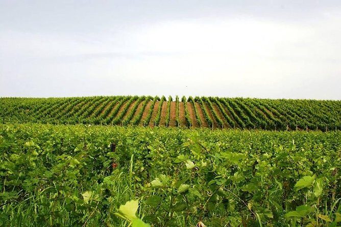 Tour of Kruja and Wine Tasting in one Day from Tirana - Timing and pace: the “8 hours” reality check
