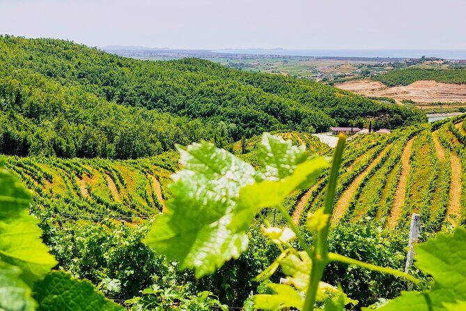 Vineyards, Albanian Wine Tasting & Boat Tour from Tirana/Durres - Vineyards and Cellar: What the Guide Time Is Actually For