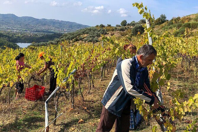 Wine Tasting & Vineyards Escape near Tirana - Stop 1: The Tirana-to-Vineyard Transfer (and What You’ll Learn on the Way)