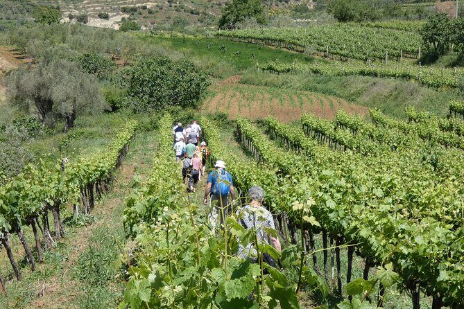 Winetasting tour in Alpeta winery - Roshnik village by 1001 Albanian Adventures - Vineyard Views Without the Overkill