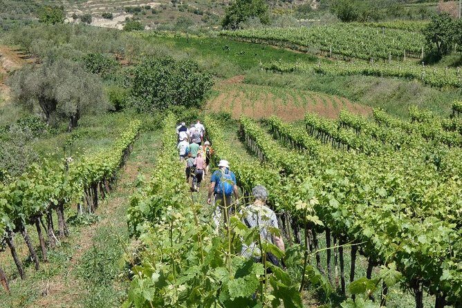 Winetasting tour in Alpeta winery - Roshnik village by 1001 Albanian Adventures - Price and Value: What $71.08 Buys You
